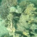 New Study Finds Climate Resilient Coral Reefs Surviving Ocean Warming