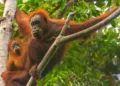 Tapanuli Orangutans Face Extinction Risk After Cyclone Senyar Devastation