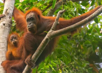 Tapanuli Orangutans Face Extinction Risk After Cyclone Senyar Devastation