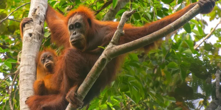 Tapanuli Orangutans Face Extinction Risk After Cyclone Senyar Devastation