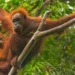 Tapanuli Orangutans Face Extinction Risk After Cyclone Senyar Devastation