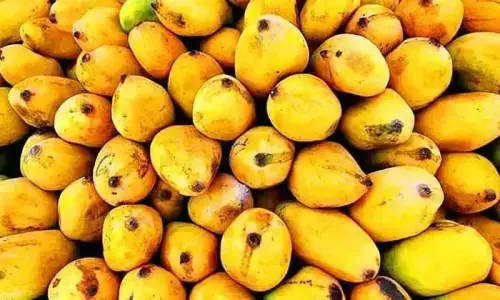 Piles of harvested Sindhri mangoes at a mango orchard in Sindh showing quality concerns during the current season.