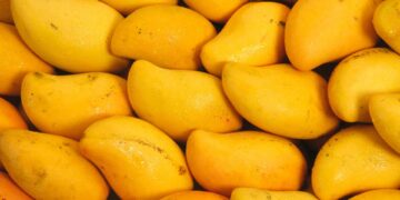 TDAP Facilitates Registration of Three Additional Mango Export Facilities with APQA-South Korea
