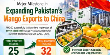 Pakistan gains seven new China-approved mango export facilities