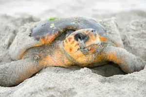 Female loggerhead sea turtle nesting on Al Ayjah Beach in Oman after returning to its original breeding site.