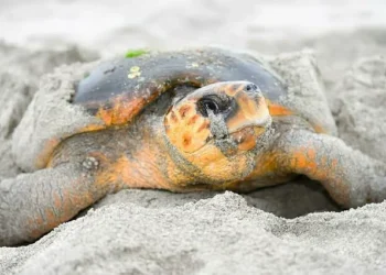 Female loggerhead sea turtle nesting on Al Ayjah Beach in Oman after returning to its original breeding site.