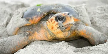 Female loggerhead sea turtle nesting on Al Ayjah Beach in Oman after returning to its original breeding site.