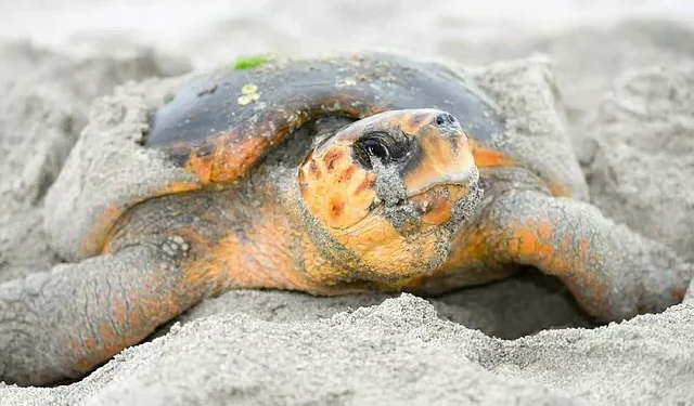 Female loggerhead sea turtle nesting on Al Ayjah Beach in Oman after returning to its original breeding site.