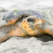 Female loggerhead sea turtle nesting on Al Ayjah Beach in Oman after returning to its original breeding site.