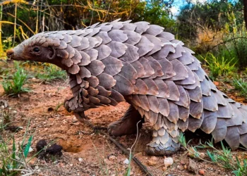 Rescued Pangolin Thrives After Return To Wild