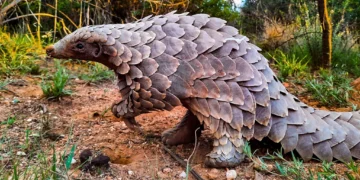 Rescued Pangolin Thrives After Return To Wild