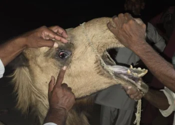 Camel Cruelty in Chachro Sparks Outrage After Brutal Attack in Tharparkar