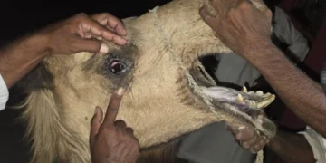 Camel Cruelty in Chachro Sparks Outrage After Brutal Attack in Tharparkar
