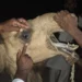Camel Cruelty in Chachro Sparks Outrage After Brutal Attack in Tharparkar