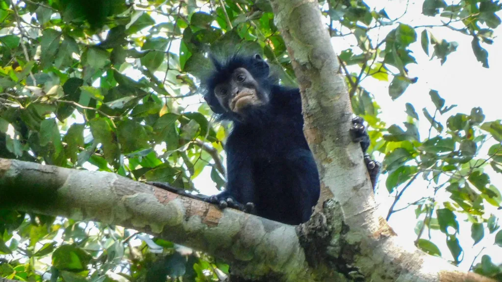 Colobus Congoensis, the newly discovered monkey species in Lomami National Park, Democratic Republic of Congo.