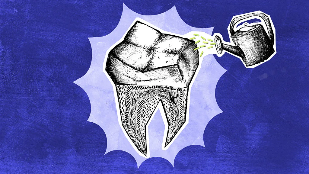 Illustration of a developing lab-grown human tooth created through regenerative dentistry research.