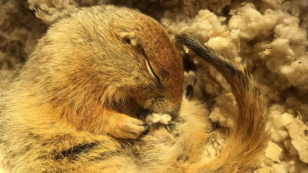 An Arctic ground squirrel, the only mammal known to survive below-freezing body temperatures during hibernation, in its natural Arctic habitat.