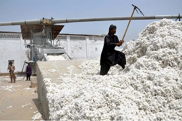 Workers unload seed cotton at a Pakistani ginning factory as early-season arrivals increase across Sindh and Punjab.
