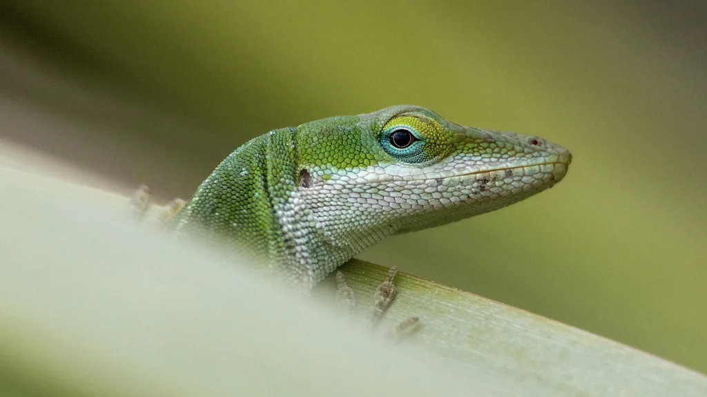 Anole lizard climbing a building wall as an example of urban evolution in wildlife.
