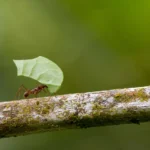 Insect Wisdom: Five Decision-Making Lessons From Ants, Bees and Flies
