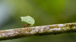 Ants, honeybees, locusts, cockroaches and fruit flies illustrating lessons in decision-making