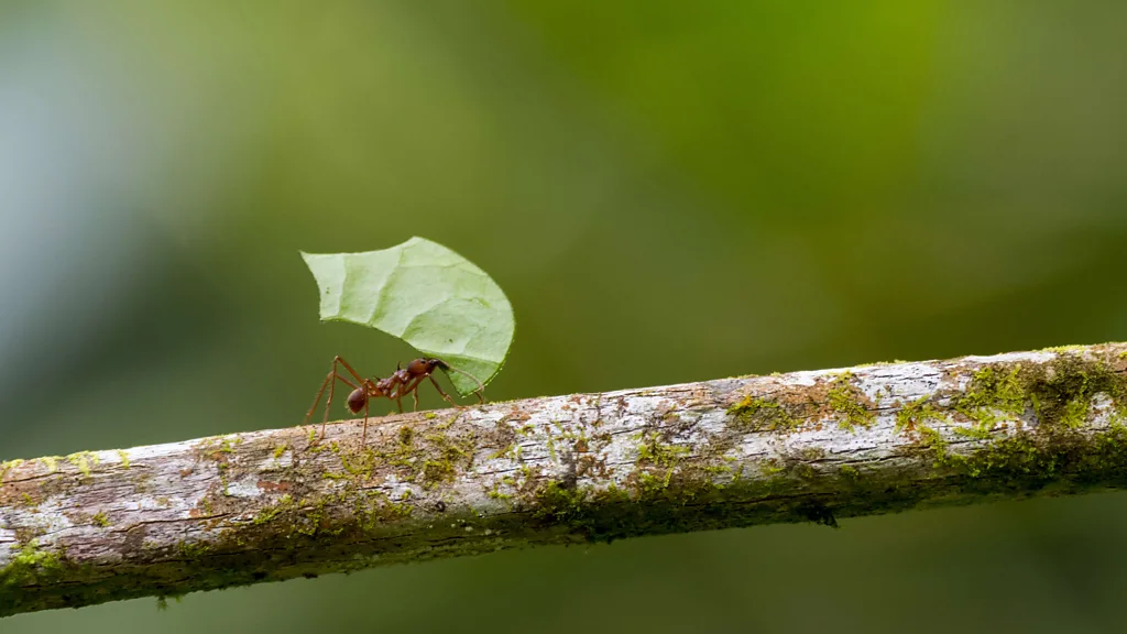 Ants, honeybees, locusts, cockroaches and fruit flies illustrating lessons in decision-making