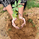 Tree Plantation Drive Launched in Sukkur to Build a Greener, Healthier City