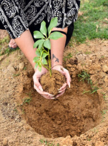 Tree plantation drive launched by Rotary Club Sukkur on Workshop Road