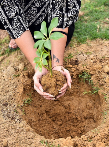 Tree plantation drive launched by Rotary Club Sukkur on Workshop Road