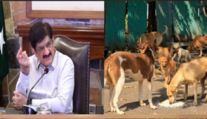 Rabies awareness campaign by IHHN across schools and communities in Sindh