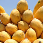 Exporters Fear Iranian Inspection Could Jeopardize Pakistan’s 2027 Mango Season