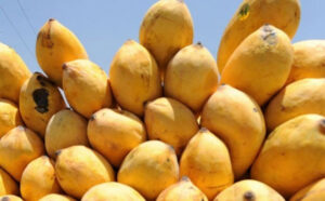 Pakistan mango exporters fear Iranian inspection could affect the 2027 export season