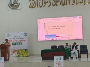 TDAP seminar on aflatoxin and MRL management for rice farmers and exporters in Sheikhupura.