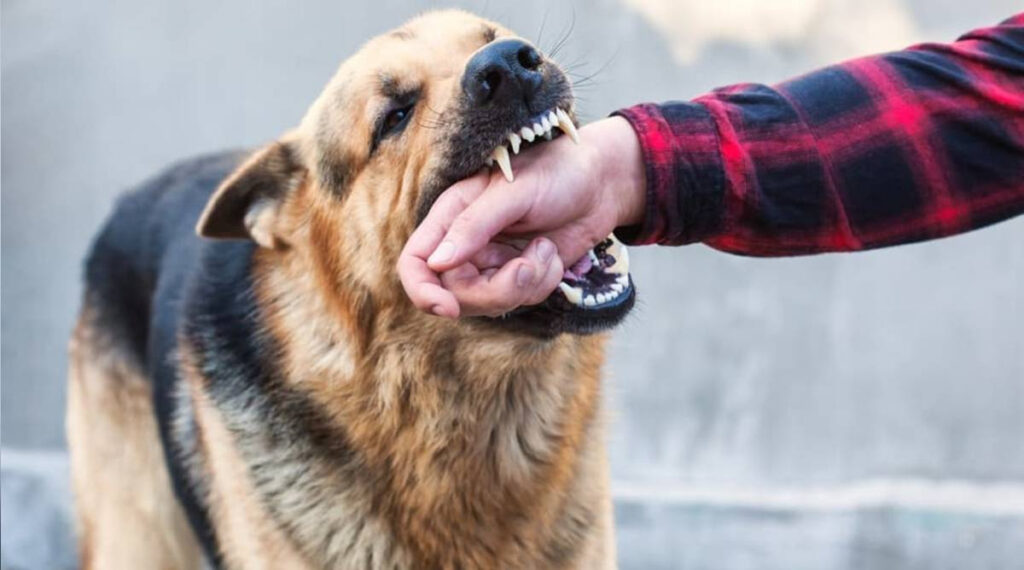 Students receive dog-bite prevention and rabies safety guidance at MITI Karachi.