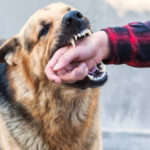 Rabies Awareness Campaign 2026 Brings Dog-Bite Safety to Karachi Students