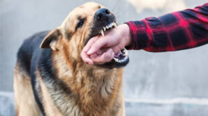 Students receive dog-bite prevention and rabies safety guidance at MITI Karachi.