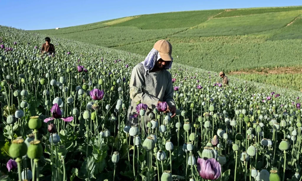 Afghanistan Opium poppy cultivation in Badakhshan province as farmers face poverty despite the Taliban ban