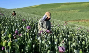 Afghanistan Opium poppy cultivation in Badakhshan province as farmers face poverty despite the Taliban ban