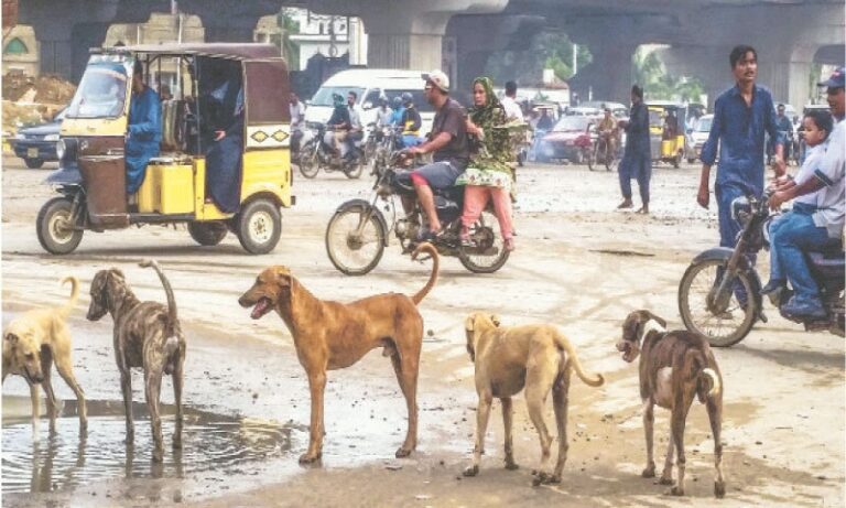 Stray dogs on a Karachi street highlight public concerns about dog bites and rabies prevention