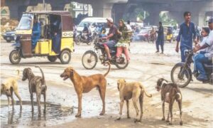 Stray dogs on a Karachi street highlight public concerns about dog bites and rabies prevention